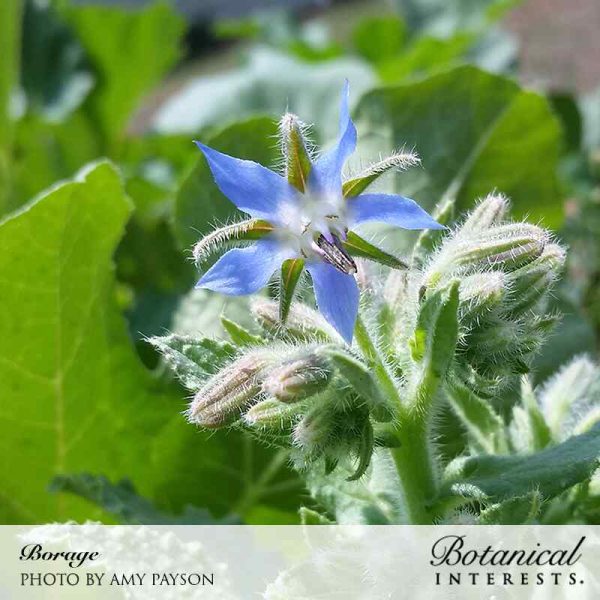 Borage Seeds Fashion - Image 5