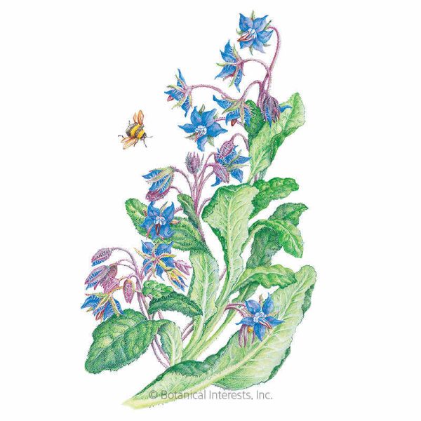 Borage Seeds Fashion