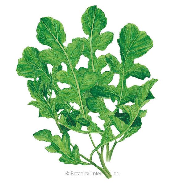 Arugula Rocket Seeds Online now