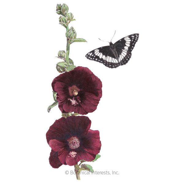 The Watchman Hollyhock Seeds Discount