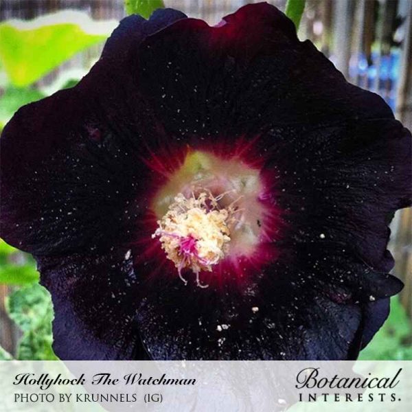 The Watchman Hollyhock Seeds Discount - Image 5