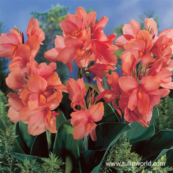 Apricot Frost Canna Lily Bulbs Hot on Sale