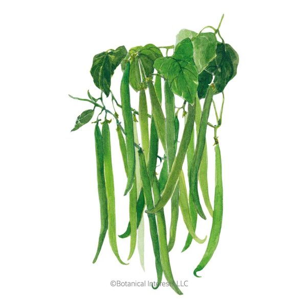 Maxibel Filet Bush Bean Seeds Fashion